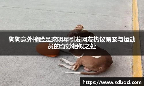狗狗意外撞脸足球明星引发网友热议萌宠与运动员的奇妙相似之处